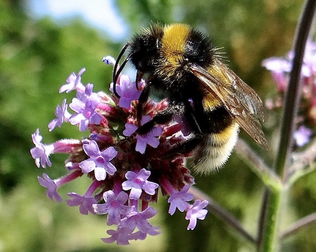 bumblebee